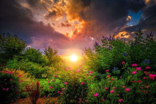 beautiful cloudy sunset through bushes