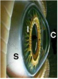 Close-up of eyeball