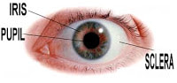 diagram of an eye
